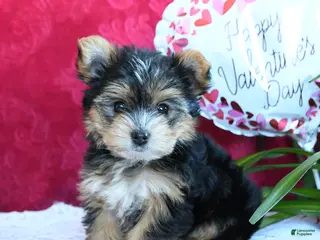 Yorkshire Terrier dogs Sheila - Ad 1