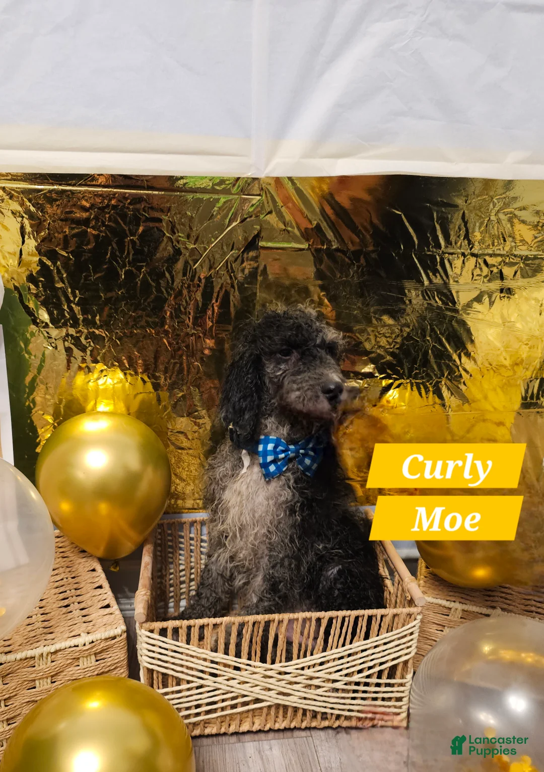 Mixed Breed dogs for sale: Curly Moe - Ad 2
