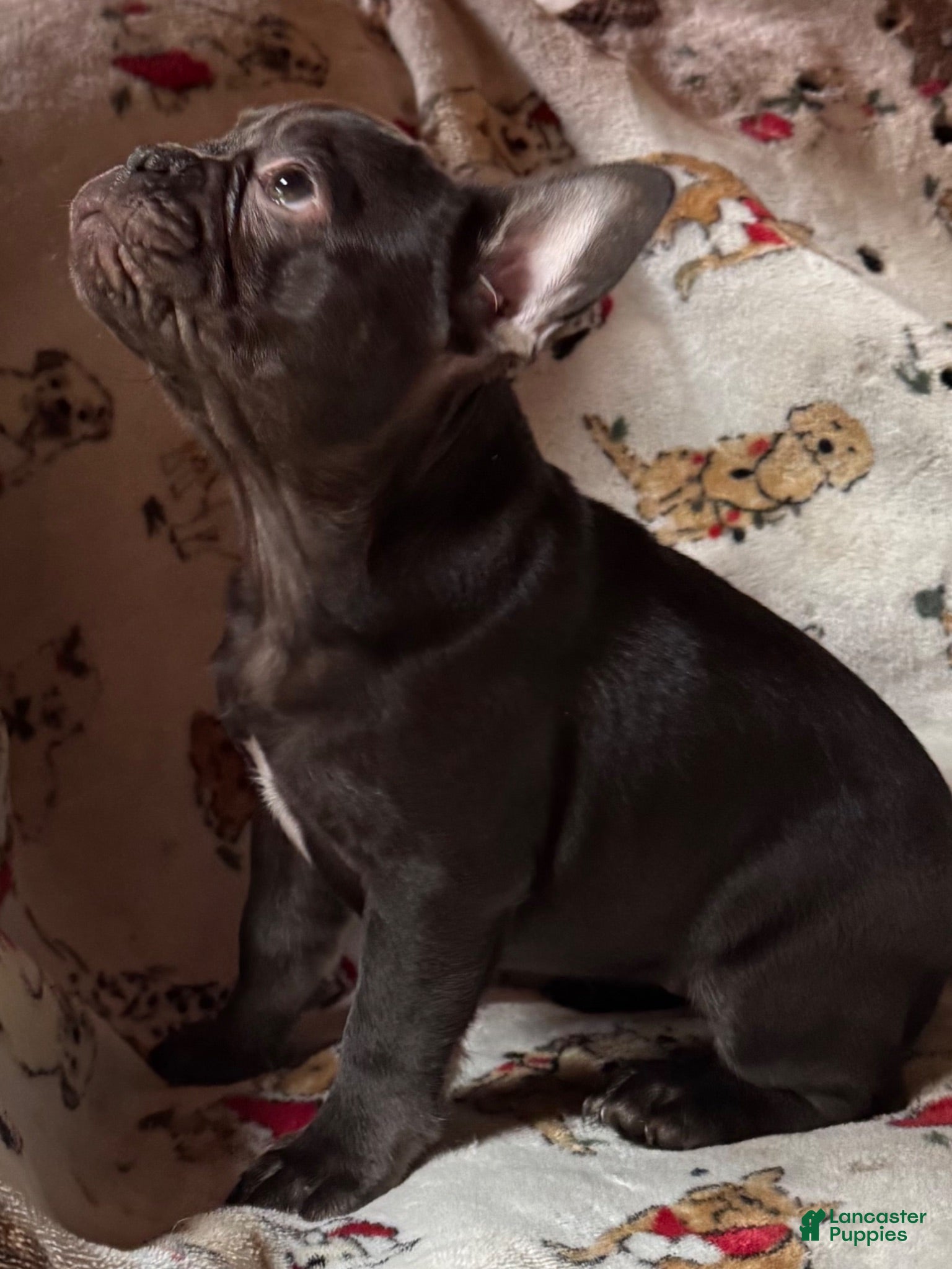 French Bulldog dogs French Bulldog 2 - Ad 2