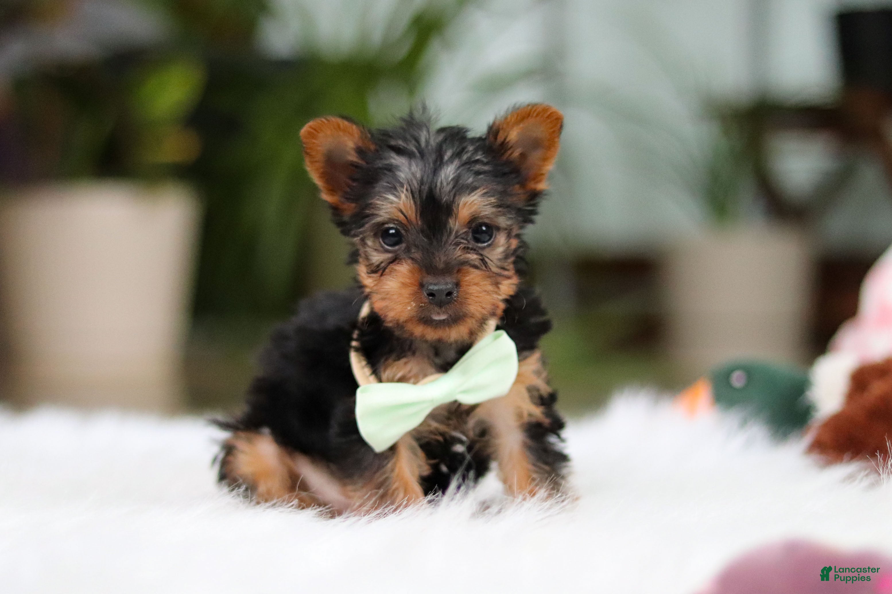 Yorkshire Terrier dogs Trevor - Ad 1