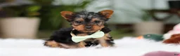 Yorkshire Terrier dogs for sale: Trevor - Ad 1