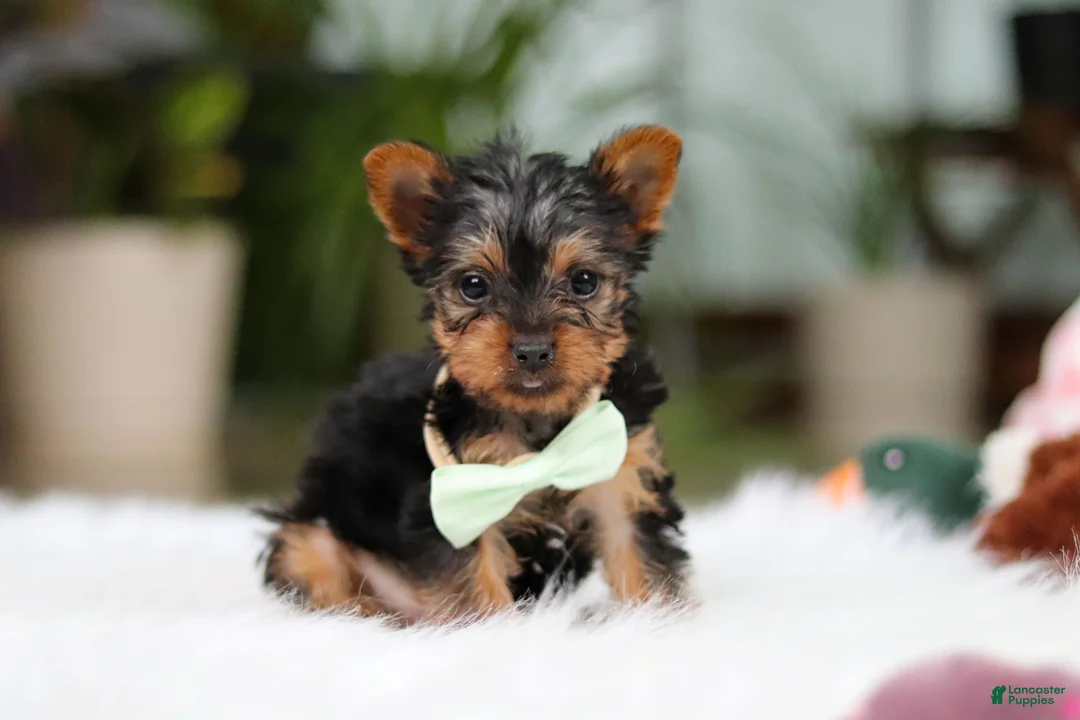 Yorkshire Terrier dogs for sale: Trevor - Ad 1