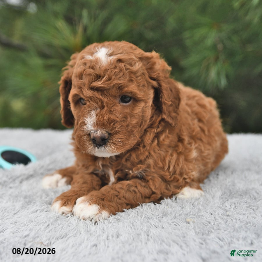 Mini Goldendoodle dogs Louie - Ad 2