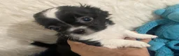 Chihuahua dogs for sale: Medium Coat  Apple Head Panda  Only One Left   - Ad 1