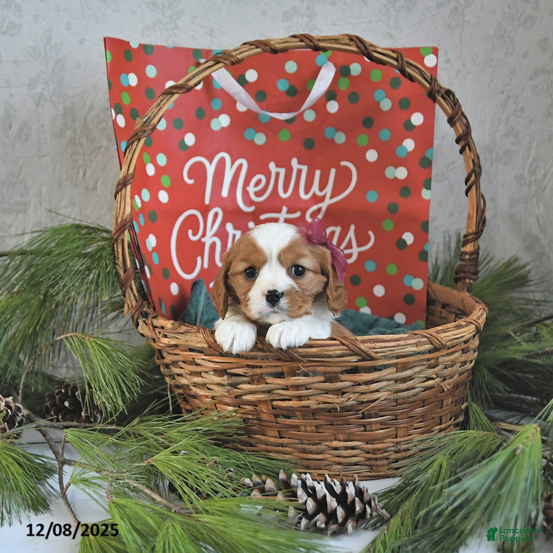 Cavalier King Charles Spaniel dogs for sale: Noelle - Ad 1