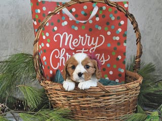 Cavalier King Charles Spaniel dogs Noelle - Ad 26