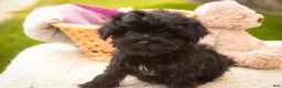 Havanese dogs for sale: Maltilda Havanese - Ad 7