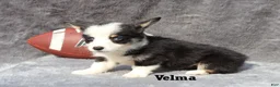 Welsh Corgi Pembroke dogs for sale: Velma - Ad 3