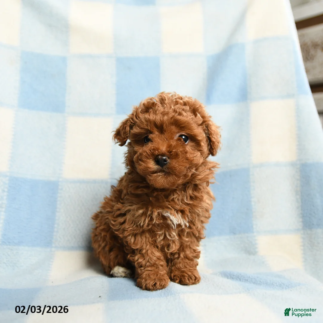 Toy Poodle dogs for sale: Annie - Ad 5
