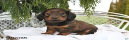 Miniature Dachshund dogs for sale: Spencer - Ad 4