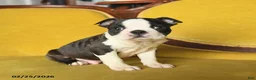 Boston Terrier dogs for sale: Romeo - Ad 3