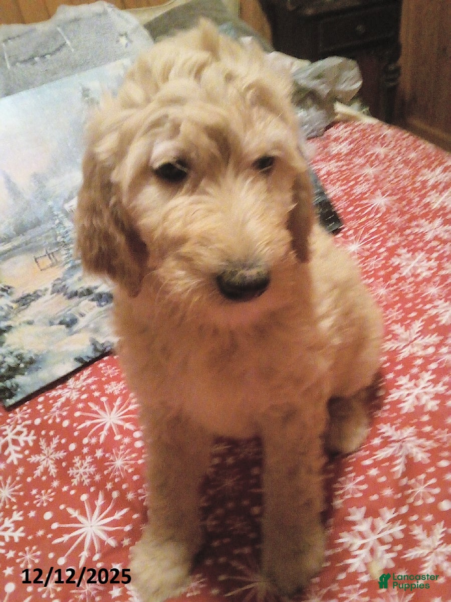 Goldendoodle dogs Penny - Ad 16