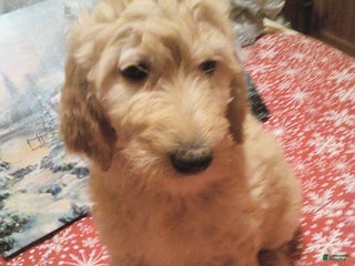Goldendoodle dogs Penny - Ad 33