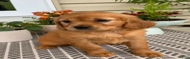Maple