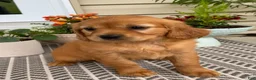 Miniature Golden Retriever dogs for sale: Maple - Ad 1