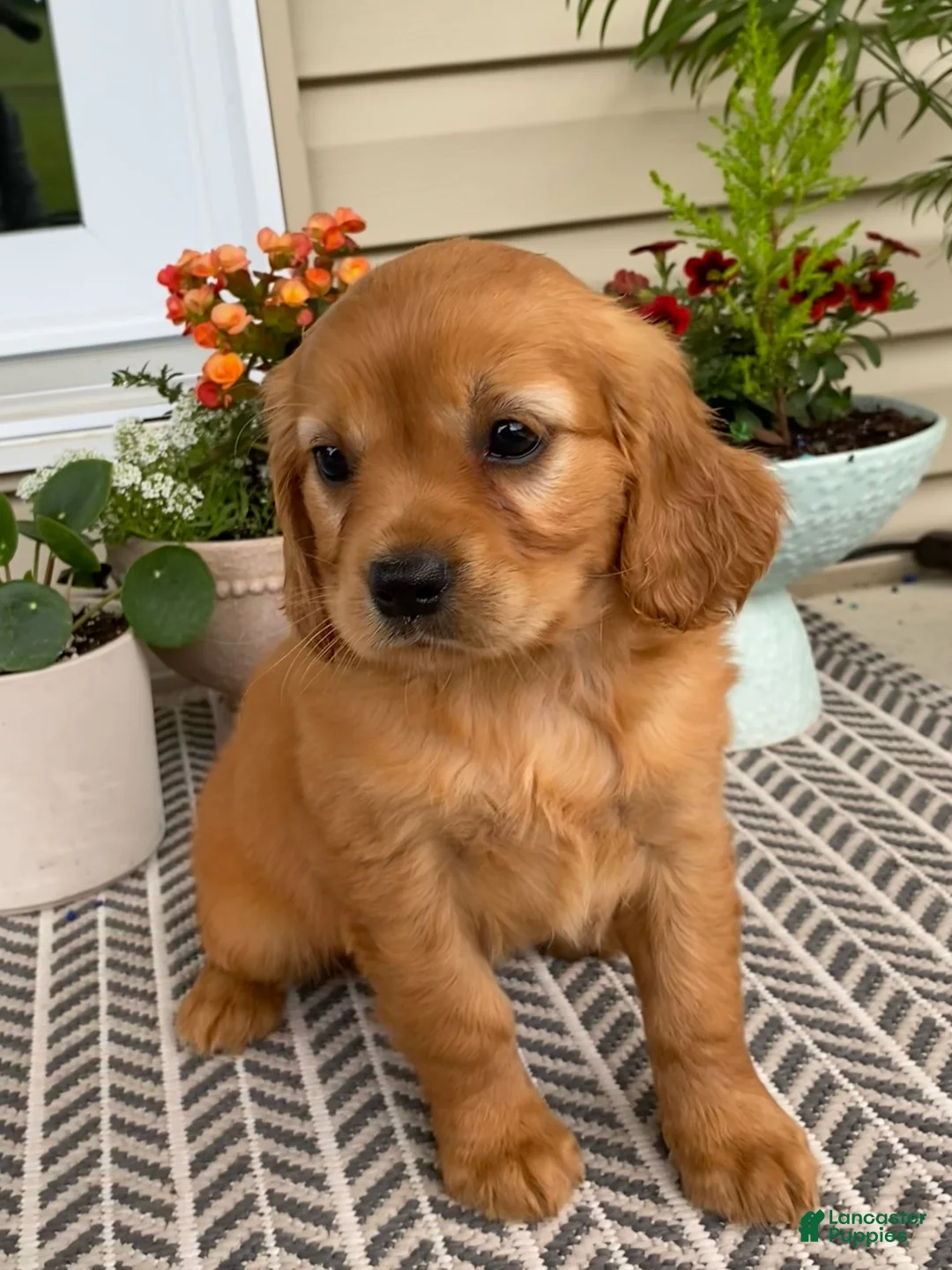 Miniature Golden Retriever dogs for sale: Maple - Ad 1