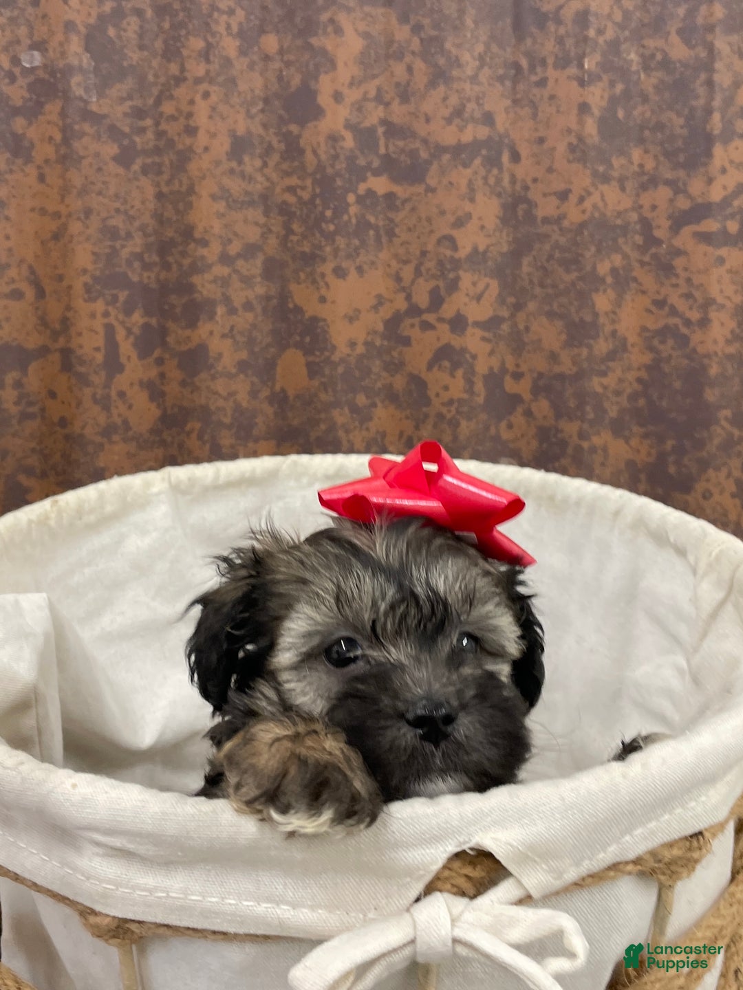 Shihpoo dogs for sale: Copper  - Ad 2