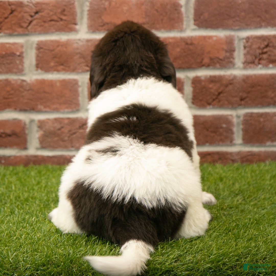 Newfoundland dogs for sale: Hank - Ad 6