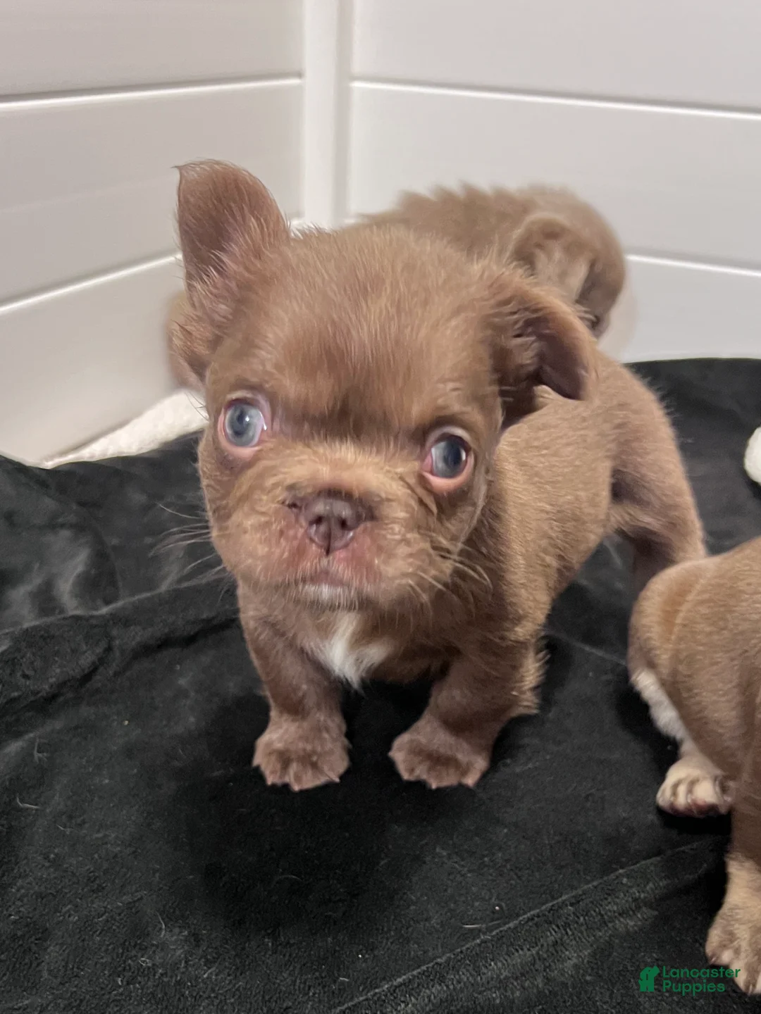 French Bulldog dogs for sale: Brownie - Ad 1