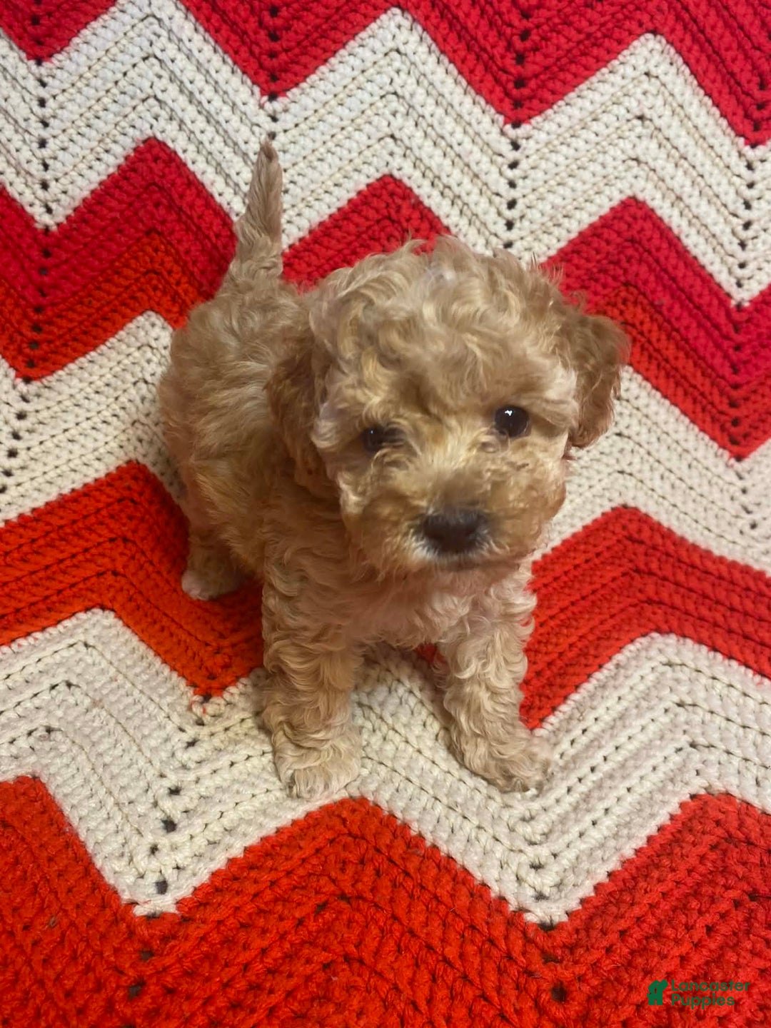 Maltipoo dogs for sale: Blossom  - Ad 4