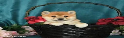 Shiba Inu dogs for sale: Lady - Ad 2