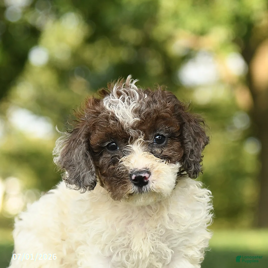 Miniature Poodle dogs for sale: Candy - Ad 5