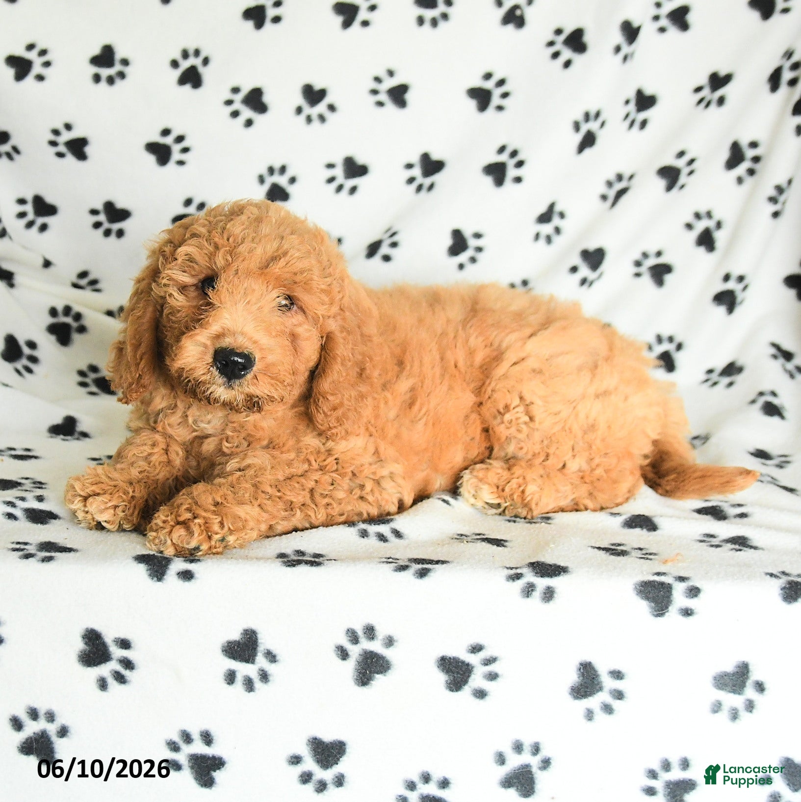 Mini Goldendoodle dogs Rita - Ad 2