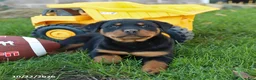 Rottweiler dogs for sale: Raven - Ad 4