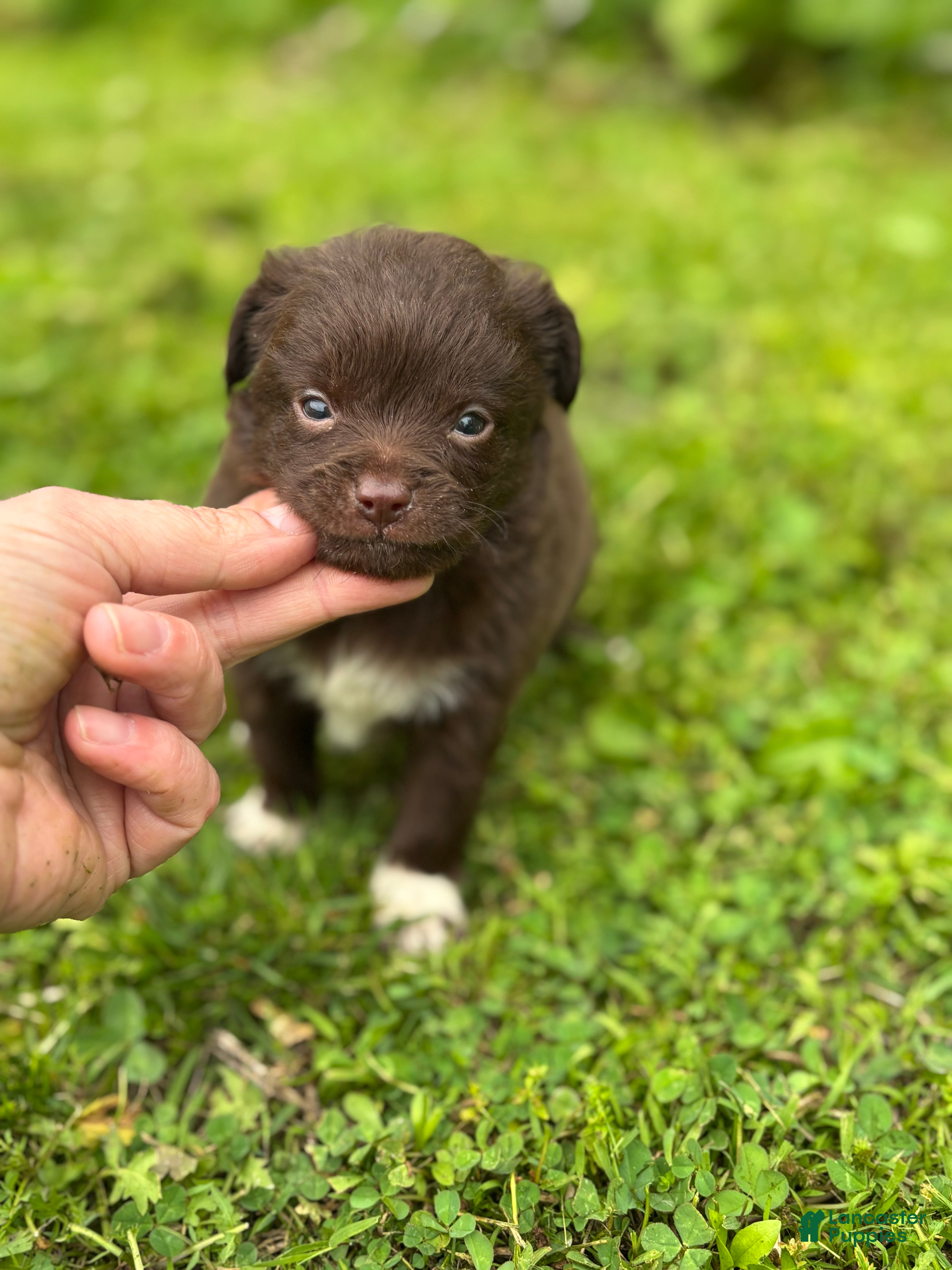 Chihuahua dogs Picnic - Ad 2