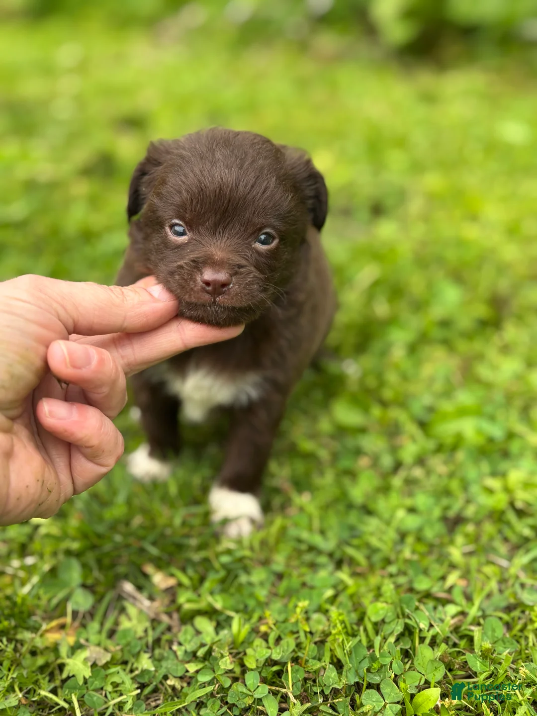 Chihuahua dogs for sale: Picnic - Ad 2