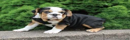 English Bulldog dogs for sale: Mabel - Ad 3