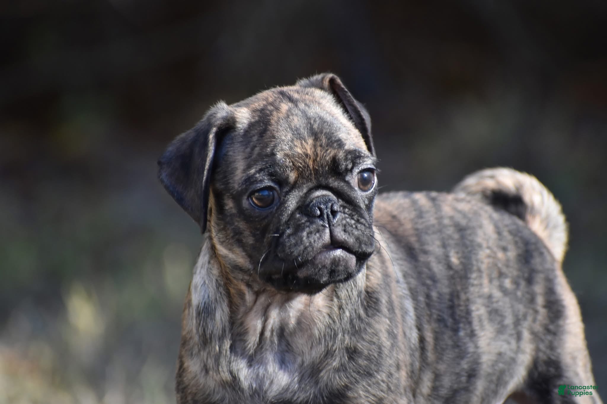 Pug dogs Pug Puppy Fuji - Ad 1