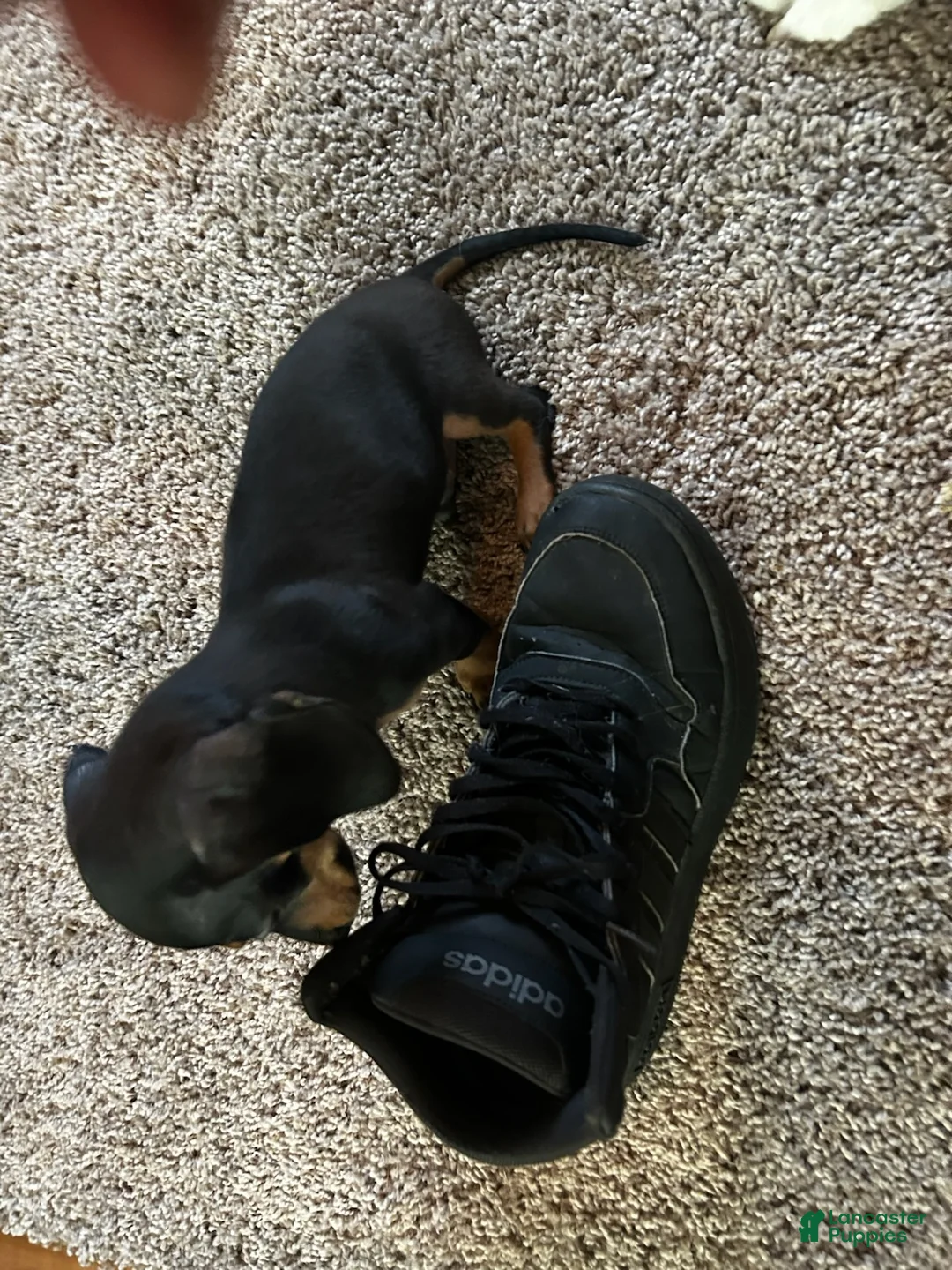 Dachshund dogs for sale: Dachshund Puppy 1 - Ad 2