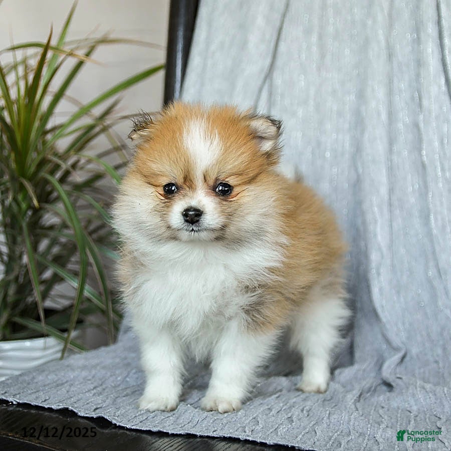 Pomeranian dogs Firecracker - Ad 2