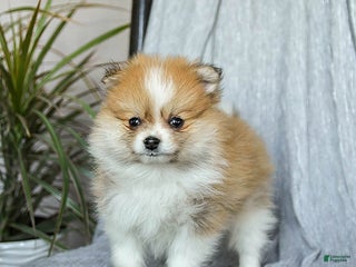 Pomeranian dogs Firecracker - Ad 4