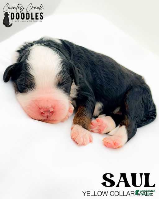 Bernedoodle dogs Saul - Ad 29
