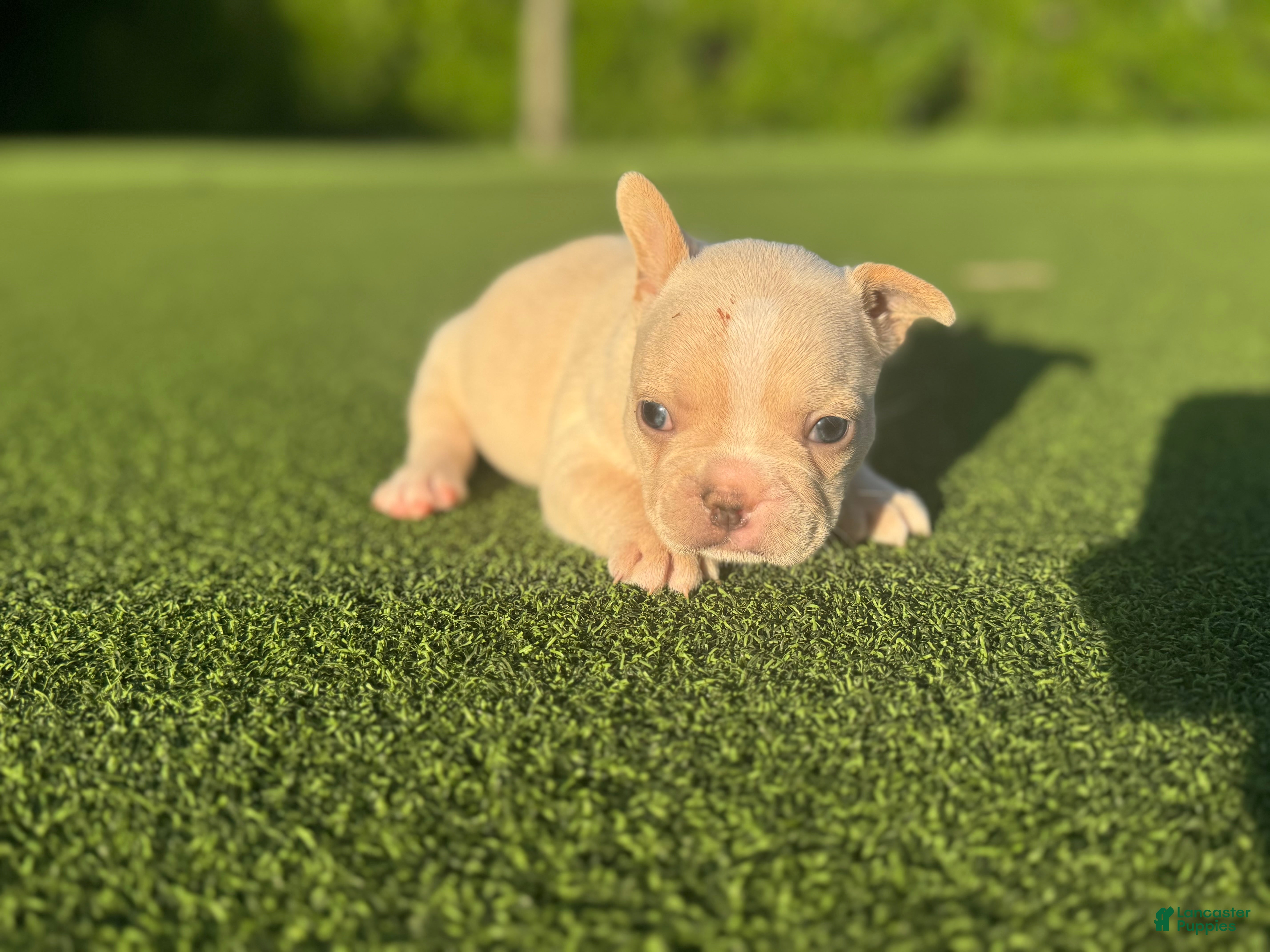 French Bulldog dogs Lyla - Ad 2