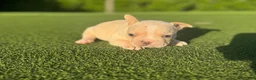 French Bulldog dogs for sale: Lyla - Ad 2