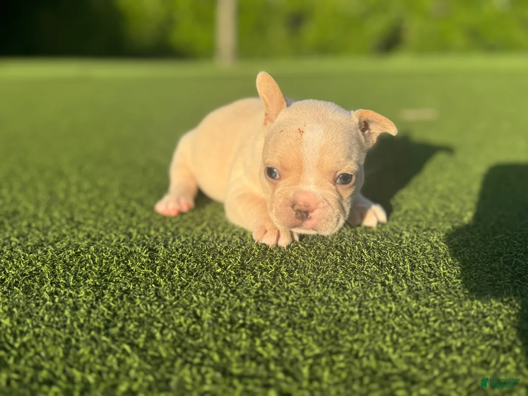 French Bulldog dogs for sale: Lyla - Ad 2
