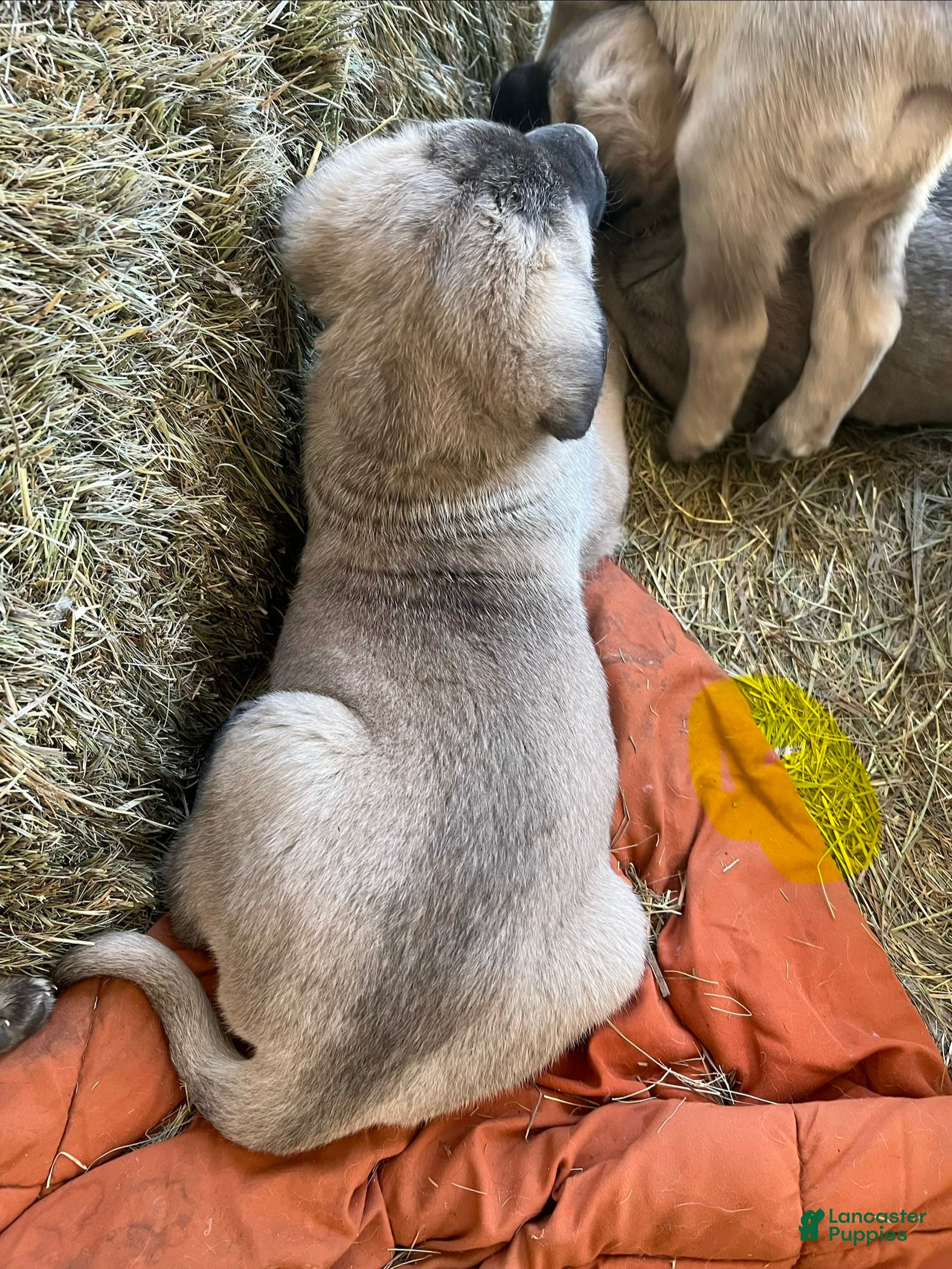 Anatolian Shepherd dogs Anatolian Shepherd Puppy 2 - Ad 2