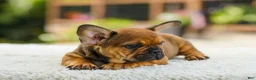 French Bulldog dogs for sale: Otto – Fawn Brindle - Ad 2