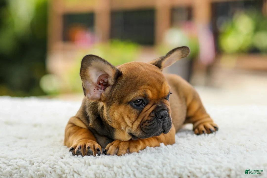 French Bulldog dogs for sale: Otto – Fawn Brindle - Ad 2