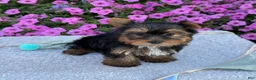 Yorkshire Terrier dogs for sale: Indie - Ad 10