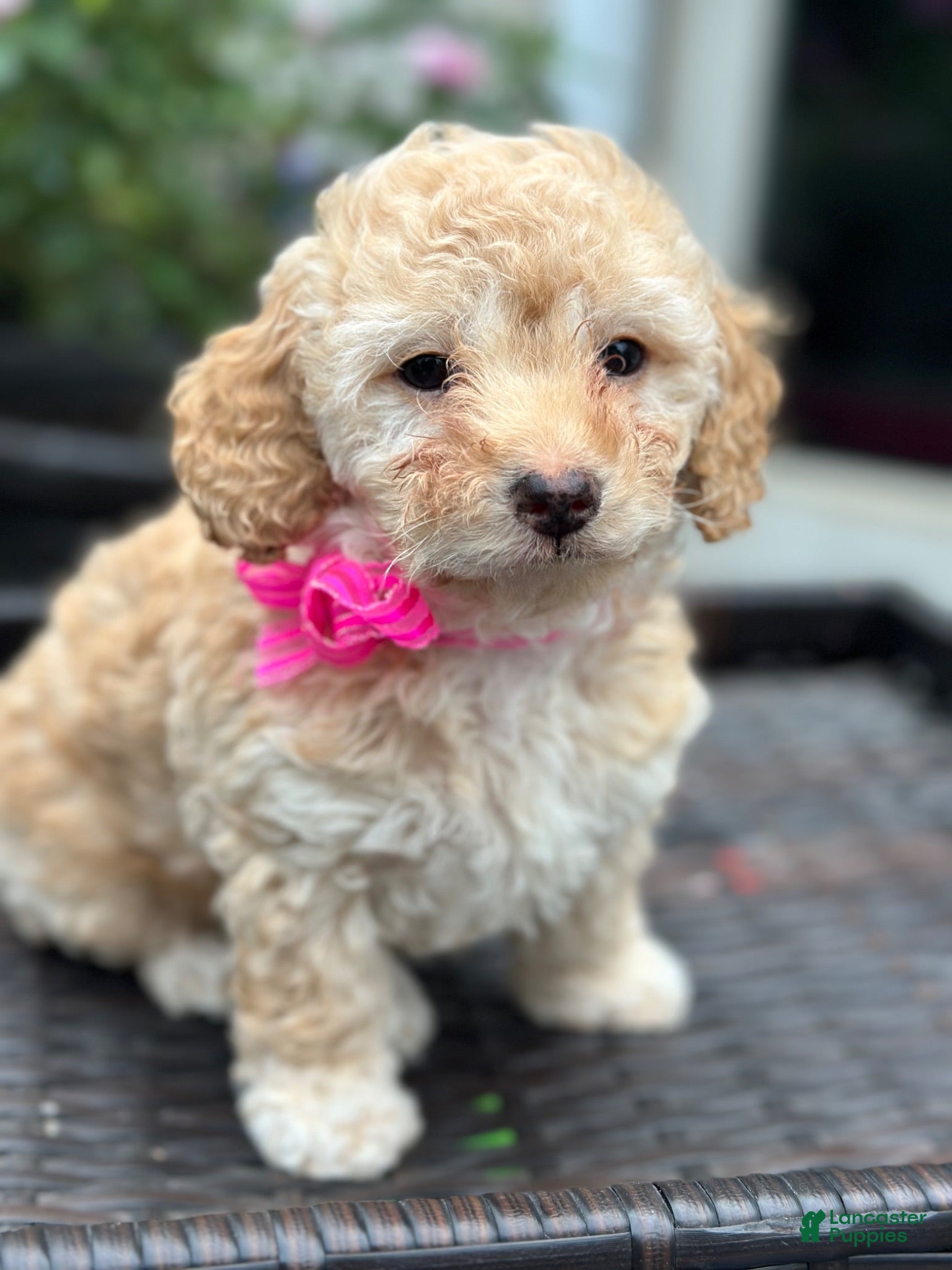 Mini Goldendoodle dogs Honey  - Ad 1