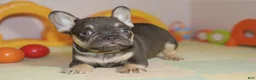 French Bulldog dogs for sale: Sammy - Ad 1