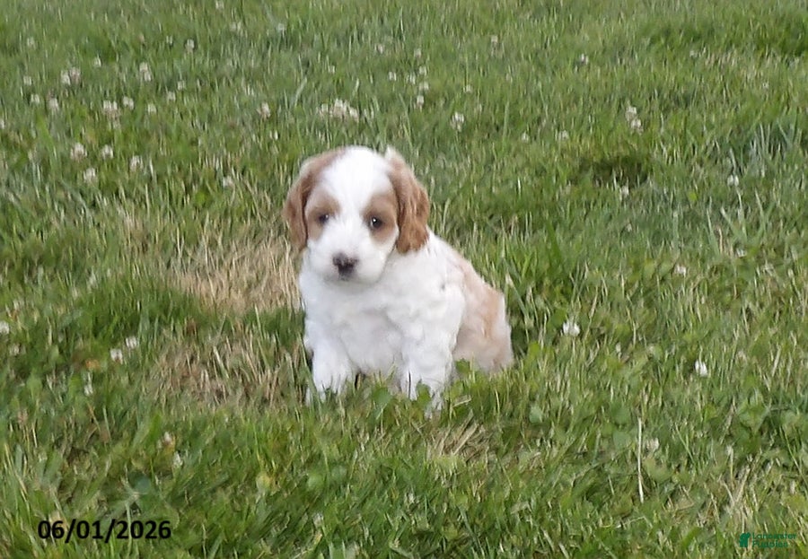 Cockapoo dogs Pansy - Ad 1
