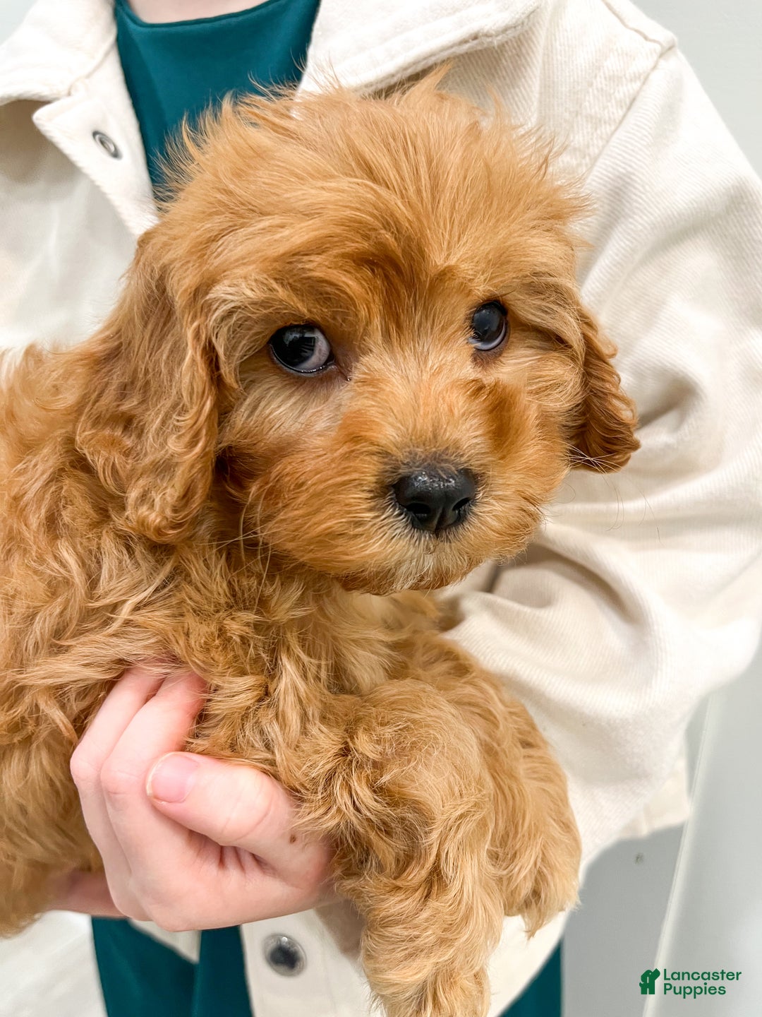 Cavapoo dogs for sale: Oakley - Ad 6
