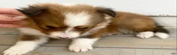 Shetland Sheepdog dogs for sale: Shervin  - Ad 5