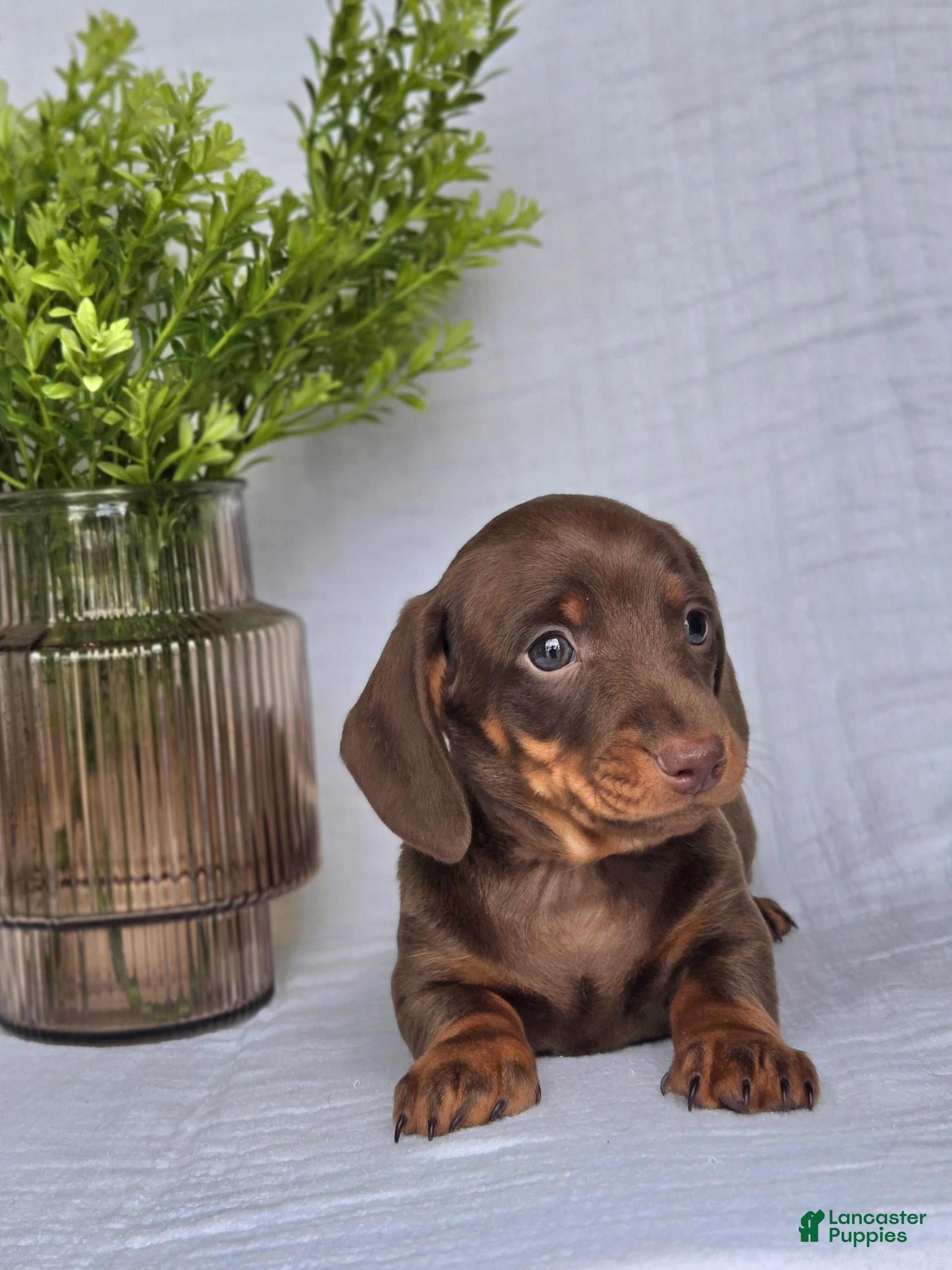 Miniature Dachshund dogs Bingo  - Ad 2