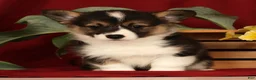 Welsh Corgi Pembroke dogs for sale: Jasmine - Ad 1